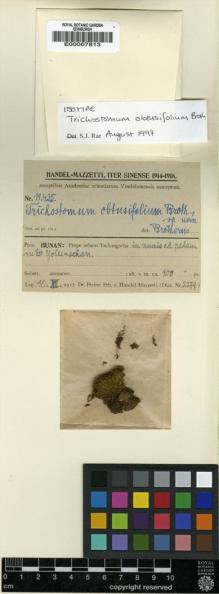 Type specimen at Edinburgh (E). Handel-Mazzetti, Heinrich: 11435. Barcode: E00007813.