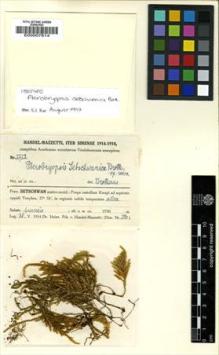 Type specimen at Edinburgh (E). Handel-Mazzetti, Heinrich: 2723. Barcode: E00007814.