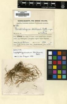 Type specimen at Edinburgh (E). Handel-Mazzetti, Heinrich: 4760. Barcode: E00007824.