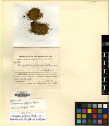 Type specimen at Edinburgh (E). Handel-Mazzetti, Heinrich: 2186. Barcode: E00007825.