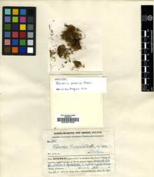 Type specimen at Edinburgh (E). Handel-Mazzetti, Heinrich: 2605. Barcode: E00007826. Type specimen at Edinburgh (E). Handel-Mazzetti, Heinrich: 2605. Barcode: E00007826.