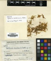 Type specimen at Edinburgh (E). Handel-Mazzetti, Heinrich: 5733. Barcode: E00007829.