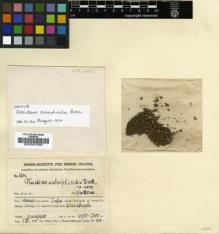 Type specimen at Edinburgh (E). Handel-Mazzetti, Heinrich: 6604. Barcode: E00007830.