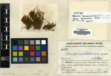 Type specimen at Edinburgh (E). Handel-Mazzetti, Heinrich: 4287. Barcode: E00007848.