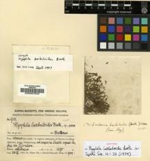 Type specimen at Edinburgh (E). Handel-Mazzetti, Heinrich: 9101. Barcode: E00007849.