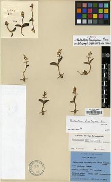 Type specimen at Edinburgh (E). Ludlow, Frank; Sherriff, George; Hicks, J.: 19413. Barcode: E00008023.