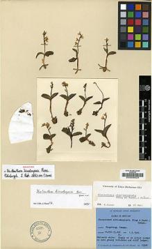 Type specimen at Edinburgh (E). Ludlow, Frank; Sherriff, George; Hicks, J.: 19304. Barcode: E00008024.