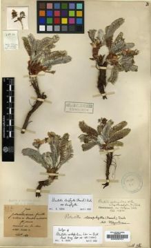 Type specimen at Edinburgh (E). Maire, Edouard-Ernest: . Barcode: E00008701.