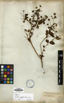 Type specimen at Edinburgh (E). Wallich, Nathaniel: 1026. Barcode: E00008746.