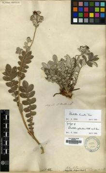 Type specimen at Edinburgh (E). Wallich, Nathaniel: . Barcode: E00008836.