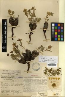 Type specimen at Edinburgh (E). Forrest, George: 19272. Barcode: E00008905.