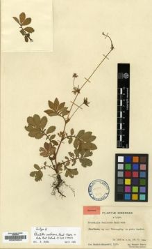 Type specimen at Edinburgh (E). Smith, Karl: 10380. Barcode: E00008942.