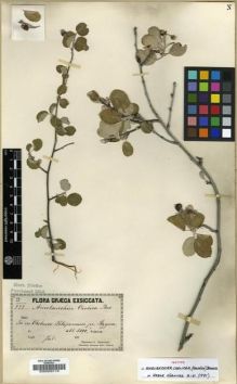 Type specimen at Edinburgh (E). Orphanides, Theodorus: 222. Barcode: E00009110.