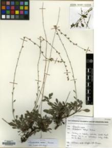Type specimen at Edinburgh (E). Duman, Hayri; Aytao, Z; Dönmez, Ali: 5436. Barcode: E00009549.