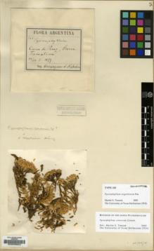 Type specimen at Edinburgh (E). Hieronymus, Georg; Niederlein, Gustavo: 365. Barcode: E00009623.