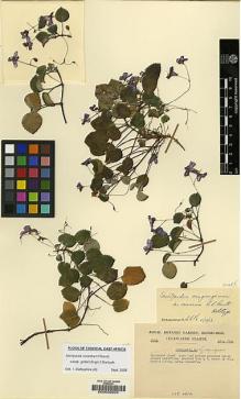 Type specimen at Edinburgh (E). Cultivated Plant of the RBGE (CULTE): C3724. Barcode: E00009634.