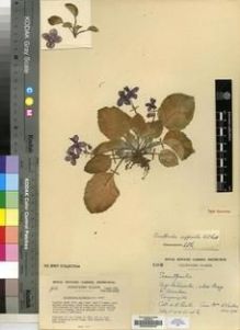 Type specimen at Edinburgh (E). Cultivated Plant of the RBGE (CULTE): C1578. Barcode: E00009646.