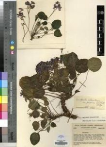 Type specimen at Edinburgh (E). Cultivated Plant of the RBGE (CULTE): C2959. Barcode: E00009648.