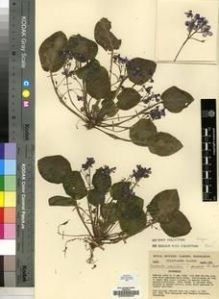 Type specimen at Edinburgh (E). Cultivated Plant of the RBGE (CULTE): C2599. Barcode: E00009649.