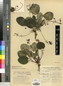 Type specimen at Edinburgh (E). Cultivated Plant of the RBGE (CULTE): C1557. Barcode: E00009655.