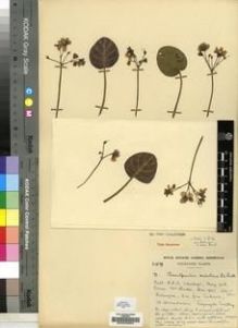 Type specimen at Edinburgh (E). Cultivated Plant of the RBGE (CULTE): C1579. Barcode: E00009664.