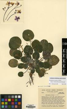 Type specimen at Edinburgh (E). Cultivated Plant of the RBGE (CULTE): C1579. Barcode: E00009665.