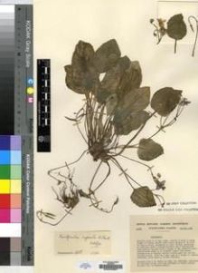 Type specimen at Edinburgh (E). Cultivated Plant of the RBGE (CULTE): C3065. Barcode: E00009667.