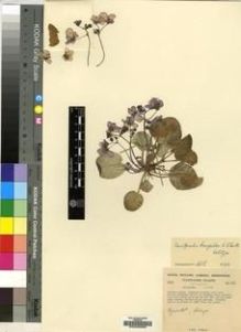Type specimen at Edinburgh (E). Cultivated Plant of the RBGE (CULTE): C3827. Barcode: E00009668.