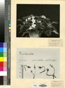 Type specimen at Edinburgh (E). Cultivated Plant of the RBGE (CULTE): C3066. Barcode: E00009674.
