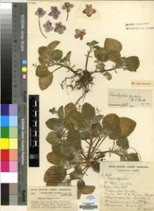 Type specimen at Edinburgh (E). Cultivated Plant of the RBGE (CULTE): C1686. Barcode: E00009676.