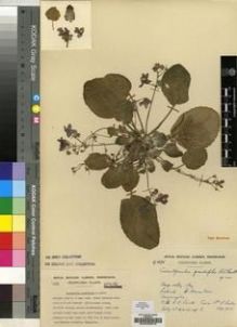 Type specimen at Edinburgh (E). Cultivated Plant of the RBGE (CULTE): C1575. Barcode: E00009678.