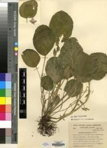 Type specimen at Edinburgh (E). Cultivated Plant of the RBGE (CULTE): C1575. Barcode: E00009679.