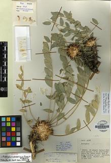 Type specimen at Edinburgh (E). Davis, Peter: 45380. Barcode: E00009694.
