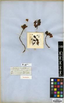 Type specimen at Edinburgh (E). Hooker, Joseph: . Barcode: E00010004.
