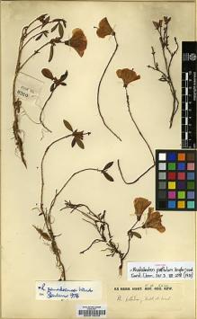 Type specimen at Edinburgh (E). Kingdon-Ward, Francis: 8260. Barcode: E00010005.