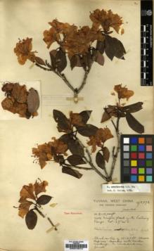 Type specimen at Edinburgh (E). Forrest, George: 5873. Barcode: E00010013.