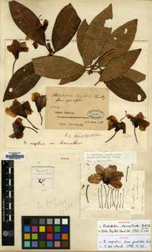Type specimen at Edinburgh (E). Soulié, Jean: 1012. Barcode: E00010016.