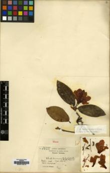 Type specimen at Edinburgh (E). Wilson, Ernest: 3444. Barcode: E00010019.