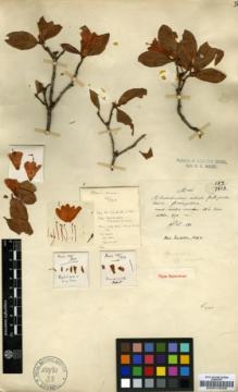 Type specimen at Edinburgh (E). Maire, Edouard-Ernest: 137. Barcode: E00010028.