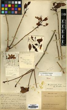 Type specimen at Edinburgh (E). Delavay, Pierre: 293. Barcode: E00010036.