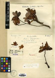 Type specimen at Edinburgh (E). Forrest, George: 18143. Barcode: E00010053.