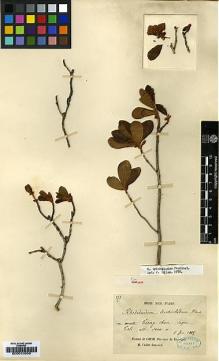 Type specimen at Edinburgh (E). Delavay, Pierre: 273. Barcode: E00010055.