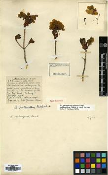 Type specimen at Edinburgh (E). Forrest, George: 698. Barcode: E00010062.