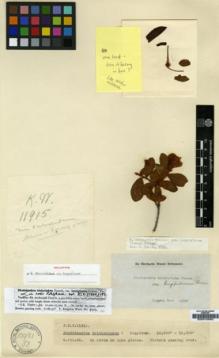 Type specimen at Edinburgh (E). Kingdon-Ward, Francis: 11915. Barcode: E00010063.