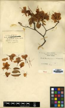 Type specimen at Edinburgh (E). Wilson, Ernest: 1275. Barcode: E00010075.