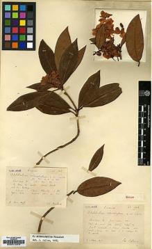 Type specimen at Edinburgh (E). Bodinier, Emile; Ducloux, Francois: 122. Barcode: E00010079.