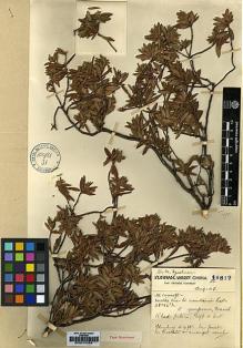 Type specimen at Edinburgh (E). Forrest, George: 16812. Barcode: E00010084.