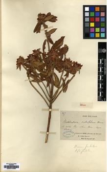 Type specimen at Edinburgh (E). Delavay, Pierre: 297. Barcode: E00010085.