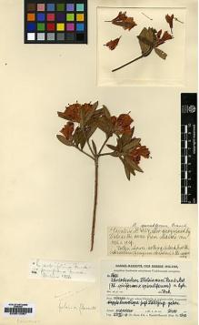 Type specimen at Edinburgh (E). Handel-Mazzetti, Heinrich: 8621. Barcode: E00010087.