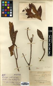 Type specimen at Edinburgh (E). Delavay, Pierre: 4883. Barcode: E00010090.